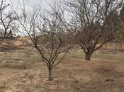 Elan №5748140 - Bakı, Novxanı q., 4.5 sot