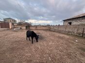 Продаётся  участок 14 сот, пос. Бузовна, photo 7 from 8