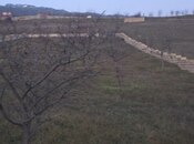 Elan №5760753 - Şamaxı, Şamaxı, 12 sot