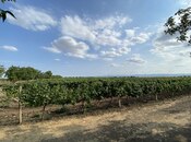 Elan №5767374 - Cəlilabad, Cəlilabad, 1000 sot