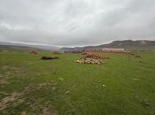Satılır  torpaq 8 sot, Qobu q., photo 5 from 8