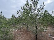 Продаётся  участок 8 сот, пос. Шувеляны, photo 4 from 8