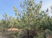 Satılır  torpaq 16 sot, Şüvəlan q., photo 8 from 8