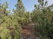 Satılır  torpaq 16 sot, Şüvəlan q., photo 6 from 8