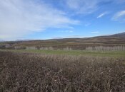 Elan №5788334 - Şamaxı, Şamaxı, 140 sot