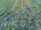 Satılır  torpaq 200 sot, photo 3 from 3