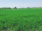 Elan №5790239 - Göyçay, Göyçay, 200 sot