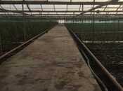 Satılır  obyekt 500 m², Zirə q., photo 5 from 5