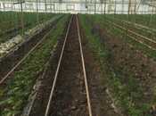 Satılır  obyekt 500 m², Zirə q., photo 2 from 5