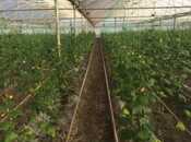 Satılır  obyekt 500 m², Zirə q., photo 4 from 5