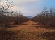 Продаётся  участок 600 сот, photo 8 from 8