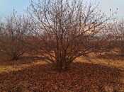 Продаётся  участок 600 сот, photo 6 from 8