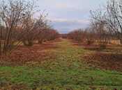 Продаётся  участок 600 сот, photo 3 from 8