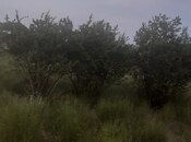 Продаётся  участок 20 сот, Пираллахи р., photo 3 from 4