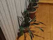 Продаётся 5-комн. дом/дача 200 м², м. Гянджлик, photo 7 from 8