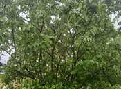 Продаётся  участок 12 сот, photo 6 from 6