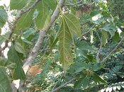 Satılır  torpaq 1.5 sot, Badamdar q., photo 5 from 7