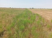 Elan №5804749 - Kürdəmir, Kürdəmir, 522 sot