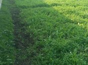 Elan №5804756 - Astara, Astara, 6 sot