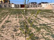 Продаётся  участок 41 сот, пос. Вишнёвка, photo 7 from 8