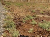 Объявление №5806574 - Баку, пос. Мехтиабад, 12 сот