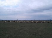 Elan №5810287 - Bakı, Pirəkəşkül q., 300 sot