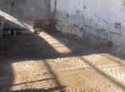 Объявление №5814214 - Баку, Бинагадинский р., 500 м²