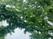 Satılır  torpaq 150 sot, photo 5 from 8