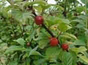 Satılır  torpaq 150 sot, photo 6 from 8