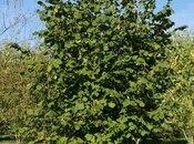 Продаётся  участок 600 сот, photo 4 from 8