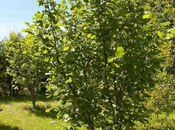 Продаётся  участок 600 сот, photo 2 from 8