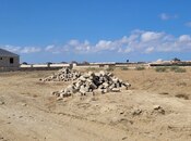 Satılır  torpaq 5.6 sot, Türkan q., photo 5 from 6