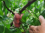 Satılır  torpaq 500 sot, photo 4 from 8