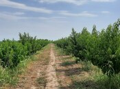 Satılır  torpaq 500 sot, photo 6 from 8