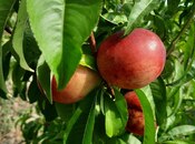 Satılır  torpaq 500 sot, photo 3 from 8