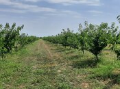 Satılır  torpaq 500 sot, photo 8 from 8