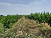 Satılır  torpaq 500 sot, photo 2 from 8