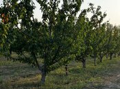 Продаётся  участок 200 сот, Хачмазский р., photo 2 from 8