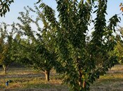 Продаётся  участок 200 сот, Хачмазский р., photo 6 from 8