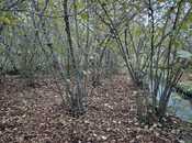 Satılır  torpaq 10 sot, Nabran r., photo 4 from 4