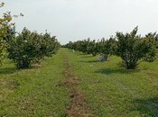 Продаётся  участок 120 сот, photo 4 from 8