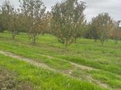 Объявление №5818559 - Хачмаз, Хачмаз, 200 сот