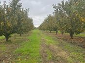 Satılır  torpaq 200 sot, Xaçmaz r., photo 5 from 8