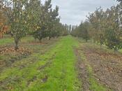 Satılır  torpaq 200 sot, Xaçmaz r., photo 2 from 8