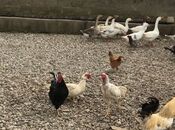 Продаётся  объект 600 м², пос. Новханы, photo 7 from 8