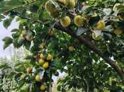 Продаётся 8-комн. дом/дача 300 м², Хачмазский р., photo 7 from 8