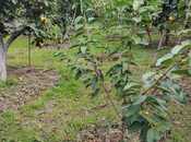 Продаётся 8-комн. дом/дача 300 м², Хачмазский р., photo 8 from 8