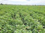 Elan №5821509 - Beyləqan, Beyləqan, 3000 m²