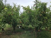 Satılır  obyekt 3 000 m², photo 2 from 8