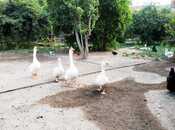 Продаётся  участок 15.5 сот, м. Ахмедлы, photo 4 from 4